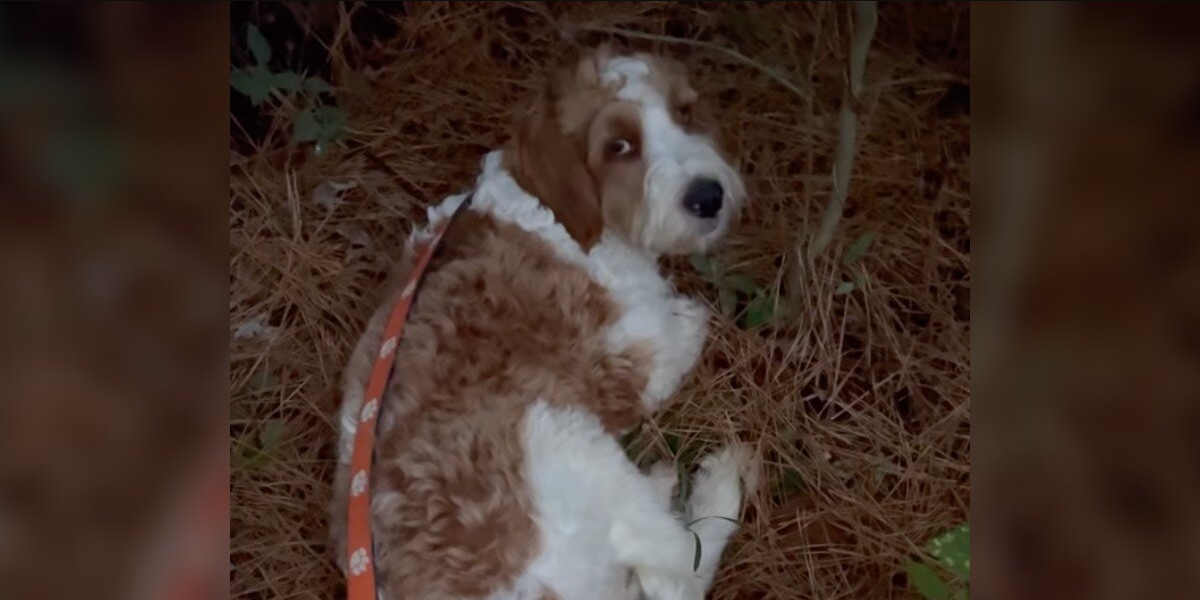 Rescuers Find Dog Alone In The Woods Making A Bed Out Of Pine Needles