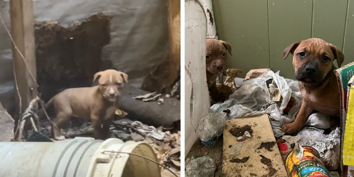 Little Family Found Surviving Inside Abandoned House Finally Gets Rescued