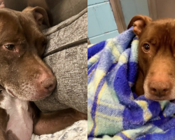 Sweet Dog Left Behind After 7 Years Waits for a Family Who Won’t Give Up on Her