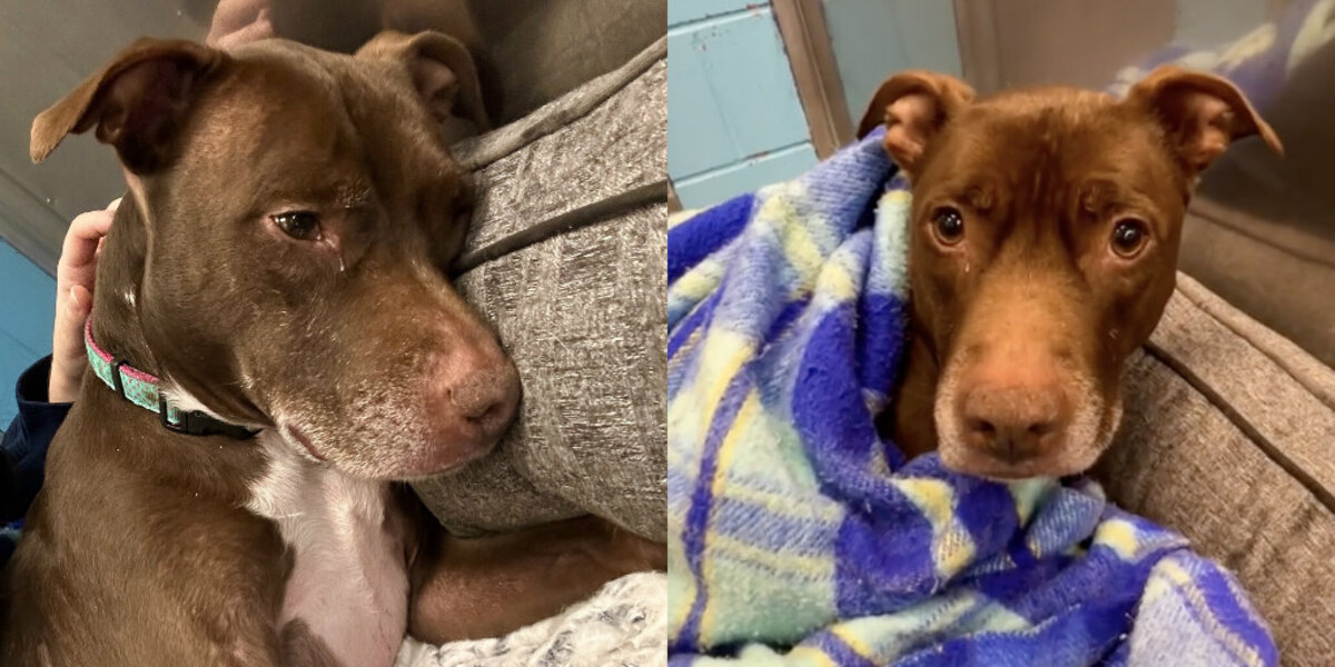 Sweet Dog Left Behind After 7 Years Waits for a Family Who Won’t Give Up on Her