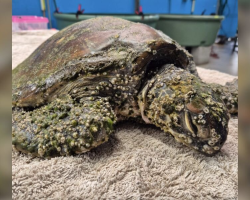 Turtle Once Too Weak To Move Is Now Thriving And Full Of Personality