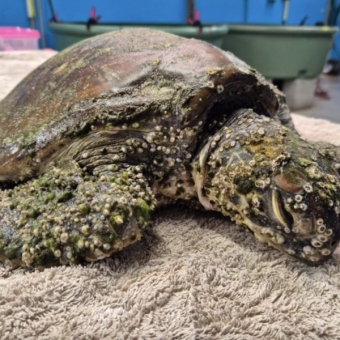 Turtle Once Too Weak To Move Is Now Thriving And Full Of Personality