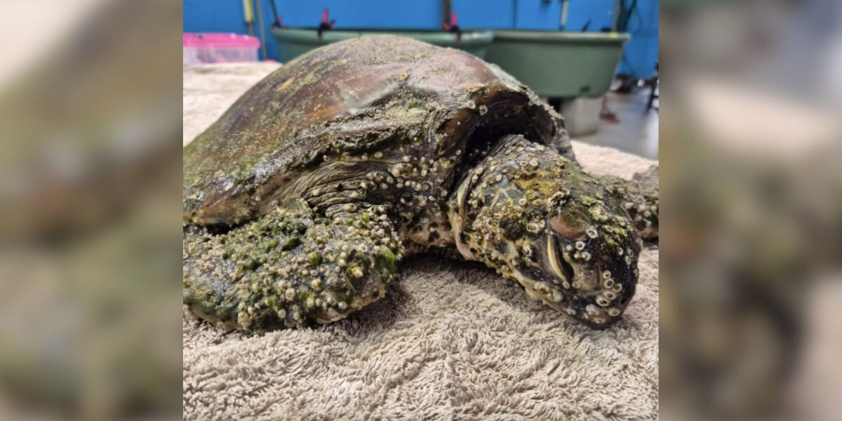 Turtle Once Too Weak To Move Is Now Thriving And Full Of Personality