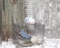 Dog Left To Freeze In An Alley Finds Warmth, Love, And A New Life
