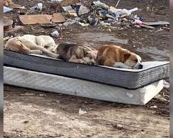 From Dumpsite to Dog Beds: Three Rescued Pups Reunite One Year Later