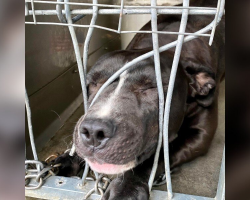 Shelter Dog Desperate For Attention Tries To Squeeze Through Kennel Bars