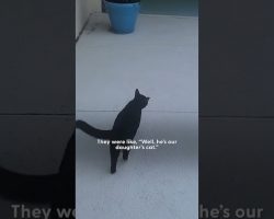 Cat Walks Over To Neighbor’s House For Nightly Sleepovers