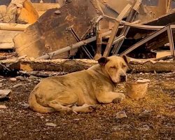 Amid Wildfire Devastation, Women Discover and Save a Lost Dog