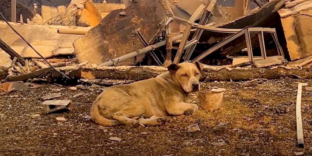 Amid Wildfire Devastation, Women Discover and Save a Lost Dog