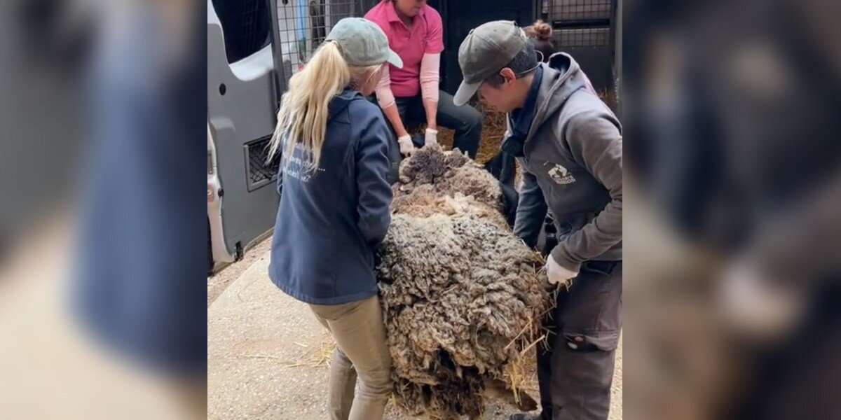 Passerby Finds Pile Of Wool In The Bush — And Discovers A Sheep In Need