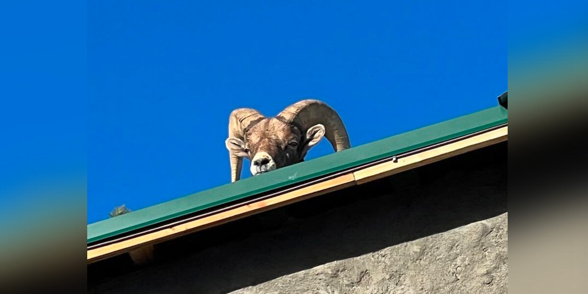 Family Hears Hoofbeats On Their Roof — And Finds A Very Unusual Visitor