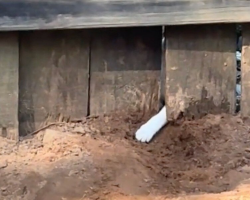 Dog And Cat Become Best Friends After Sweet Daily ‘Waves’ Through A Fence