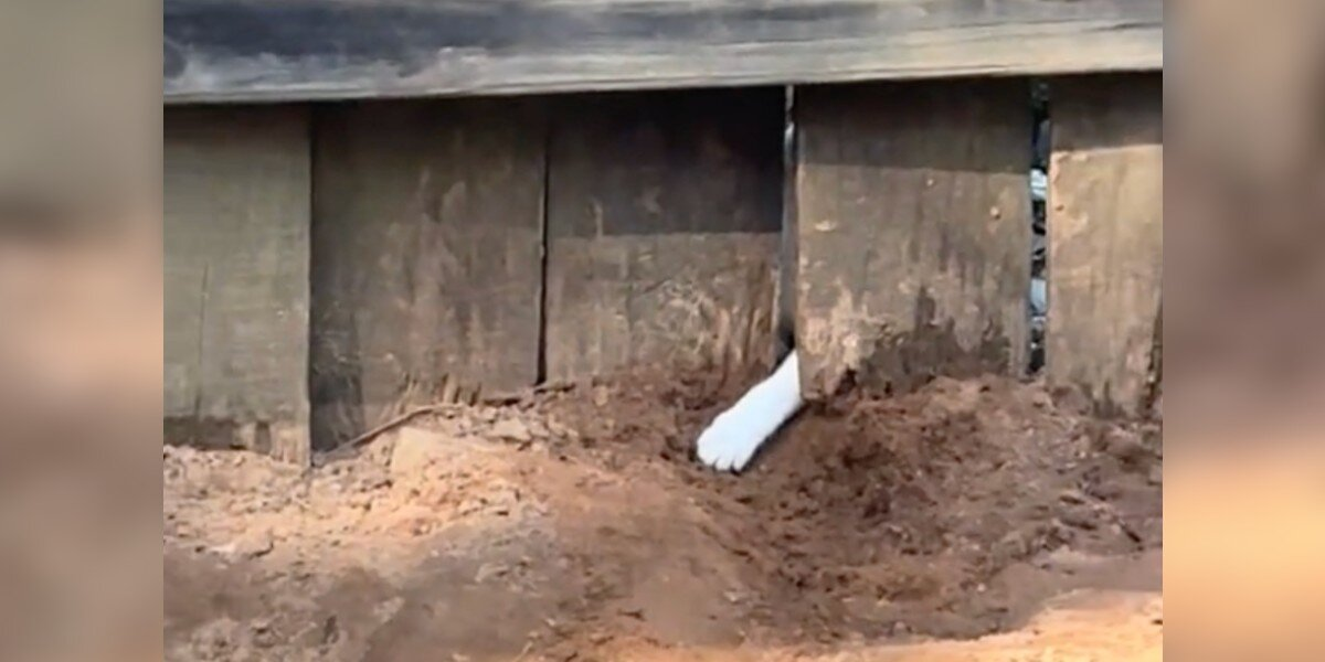 Dog And Cat Become Best Friends After Sweet Daily ‘Waves’ Through A Fence