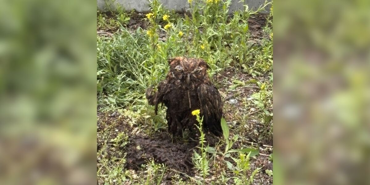 Owl Found Trapped In Manure Pit Transforms After Rescue