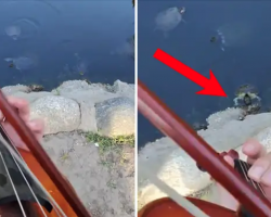 Turtles Love When This Violinist Plays Hip-Hop For Them