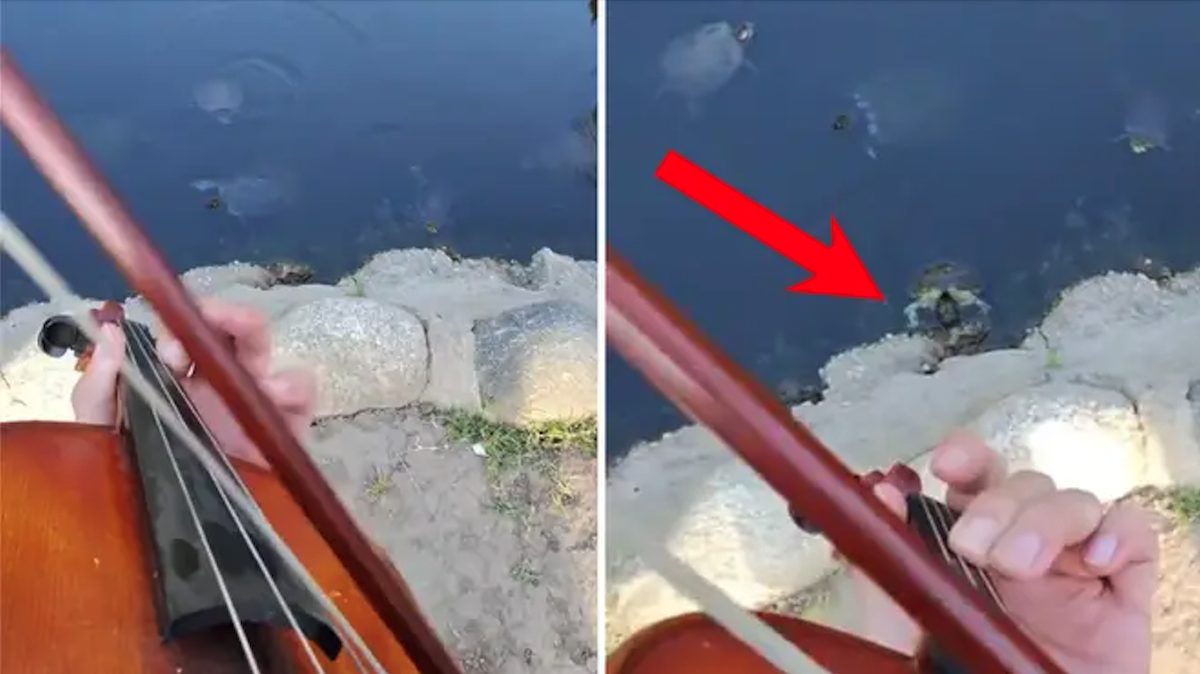 Turtles Love When This Violinist Plays Hip-Hop For Them