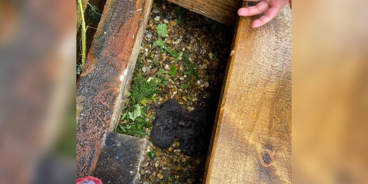 ‘Kittens’ Found Shivering Under Deck Turn Out To Be Something Else Entirely