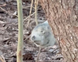 Wildlife Photographer Mistakes ‘Stone’ in Forest for Something Unbelievable
