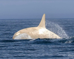 Wildlife Photographer Captures Once-in-a-Lifetime Sight of Rare White Orcas