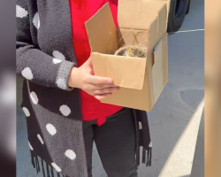 Box Truck Employee Discovers Tiny Stowaways After 700-Mile Journey