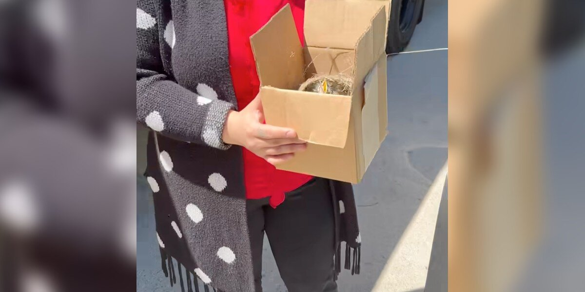 Box Truck Employee Discovers Tiny Stowaways After 700-Mile Journey