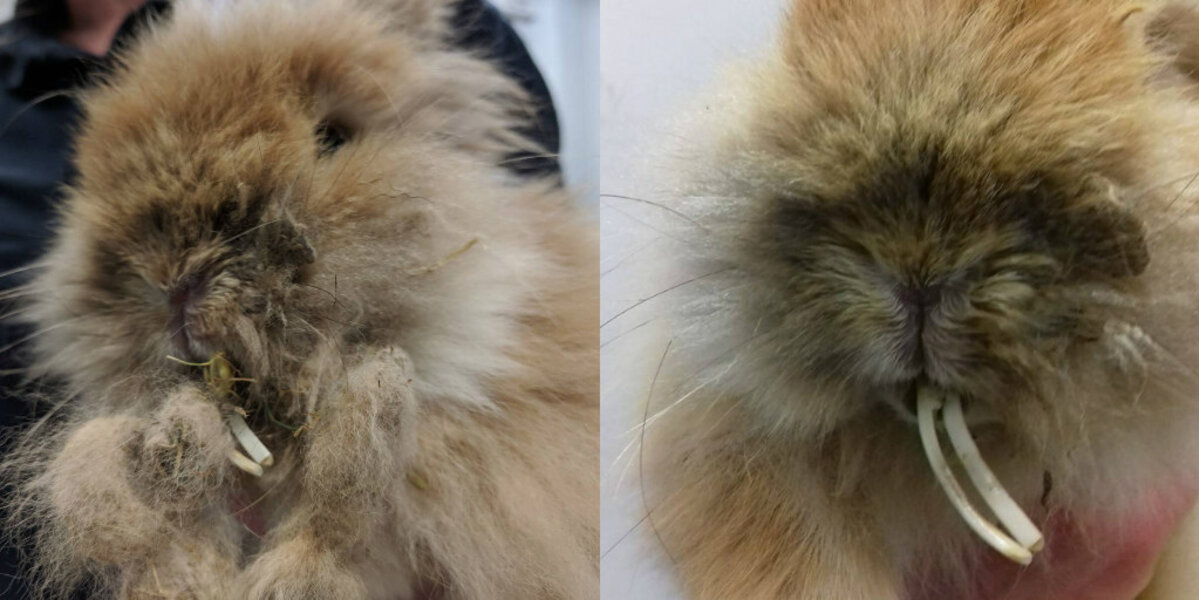 Neglected Bunny’s Teeth Grew So Long She Couldn’t Eat — Until Rescuers Stepped In