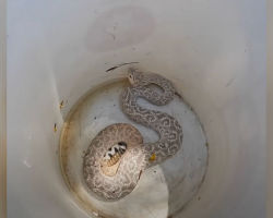 Experts Stunned After Discovering One-Of-A-Kind Rattlesnake