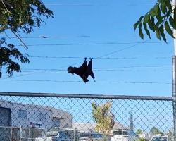 Family Spots ‘Strange Object’ On Fence — And Ends Up Saving A Life