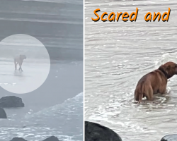 Abandoned Dog Wanders Beach Looking For His Owner — Until This Woman Sees Him