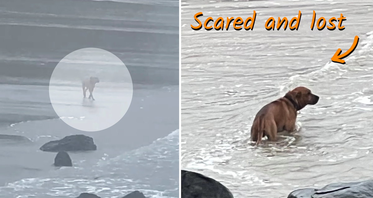 Abandoned Dog Wanders Beach Looking For His Owner
