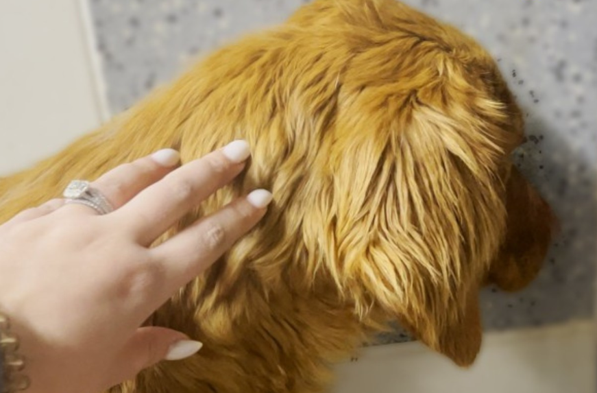 Rescue Dog Was Terrified Of Going Outside Until...