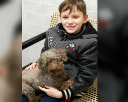 Boy Chooses The Oldest Dog At Shelter — And Gives Him The Retirement He Deserves