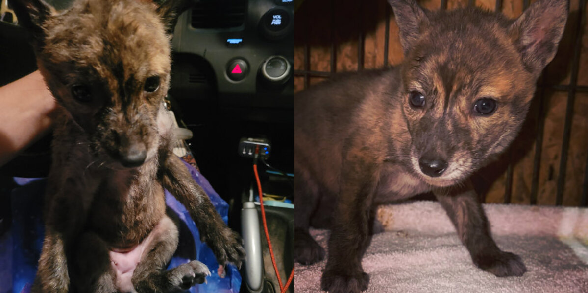 ‘Mystery Pup’ Found In The Rain Keeps Everyone Guessing