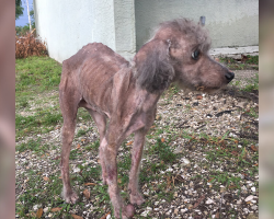 Neglected Poodle Was So Starved He Forgot How To Eat — Until Love Changed Everything