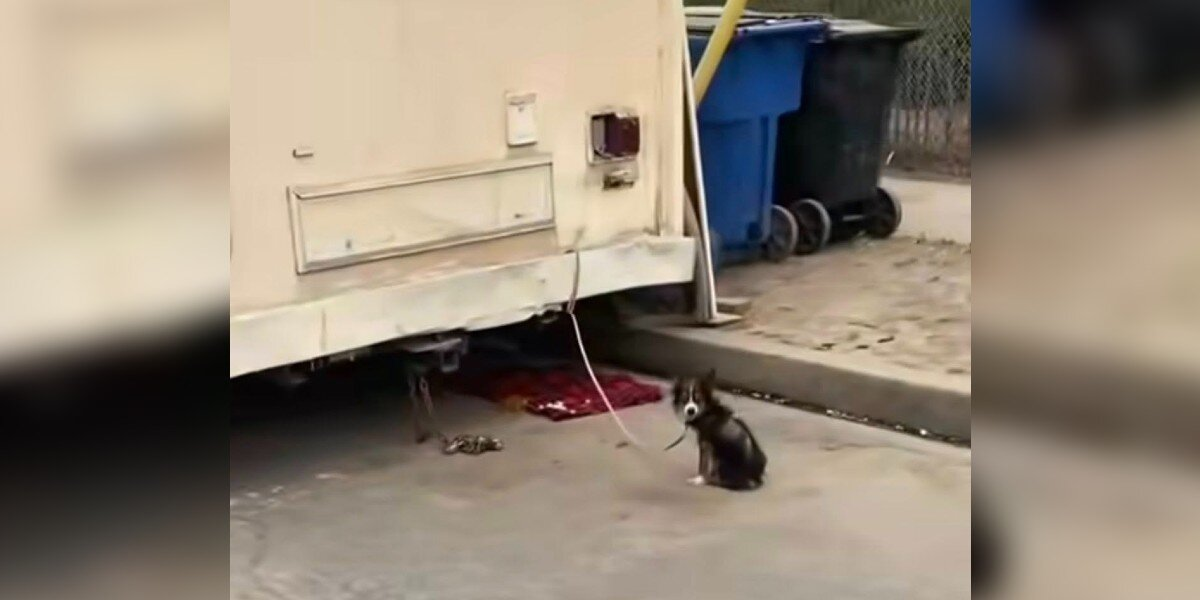 Tiny Puppy Left Tied To Trailer Finally Learns What Love Feels Like