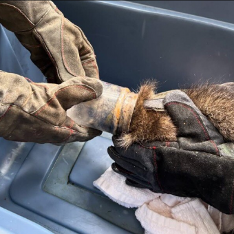 Rescuers Save Curious ‘Peanut Butter Bandit’ From Sticky Situation