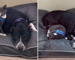 Dog And Cat Found Abandoned Together Refuse To Be Separated — Even In The Shelter