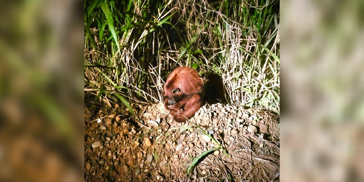 Rescuers Spot Lonely Monkey Hugging Himself On The Side Of The Road