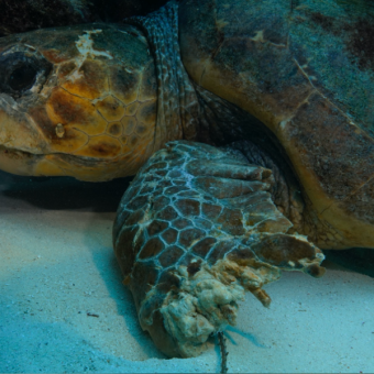 Diver Spots Massive Sea Turtle On Ocean Floor — And Knows He Can’t Leave Him Behind