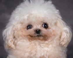 The Internet Can’t Get Enough Of This Quirky Little Rescue Dog