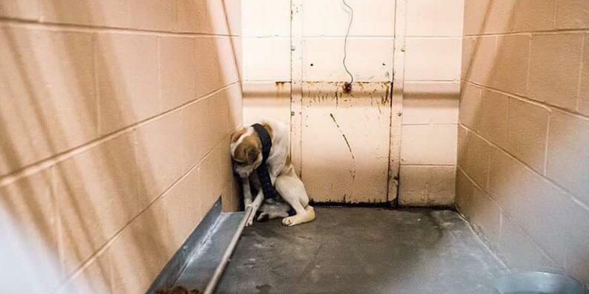 Neglected Dog Hid His Face Against The Wall — Until Rescuers Showed Him Love