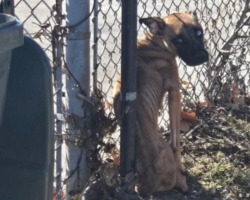 Dog Tied To Fence At Abandoned School Finally Gets Her Second Chance