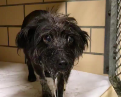 Dog Left at Shelter Was So Heartbroken She Couldn’t Stop Drooling — Until Love Changed Everything