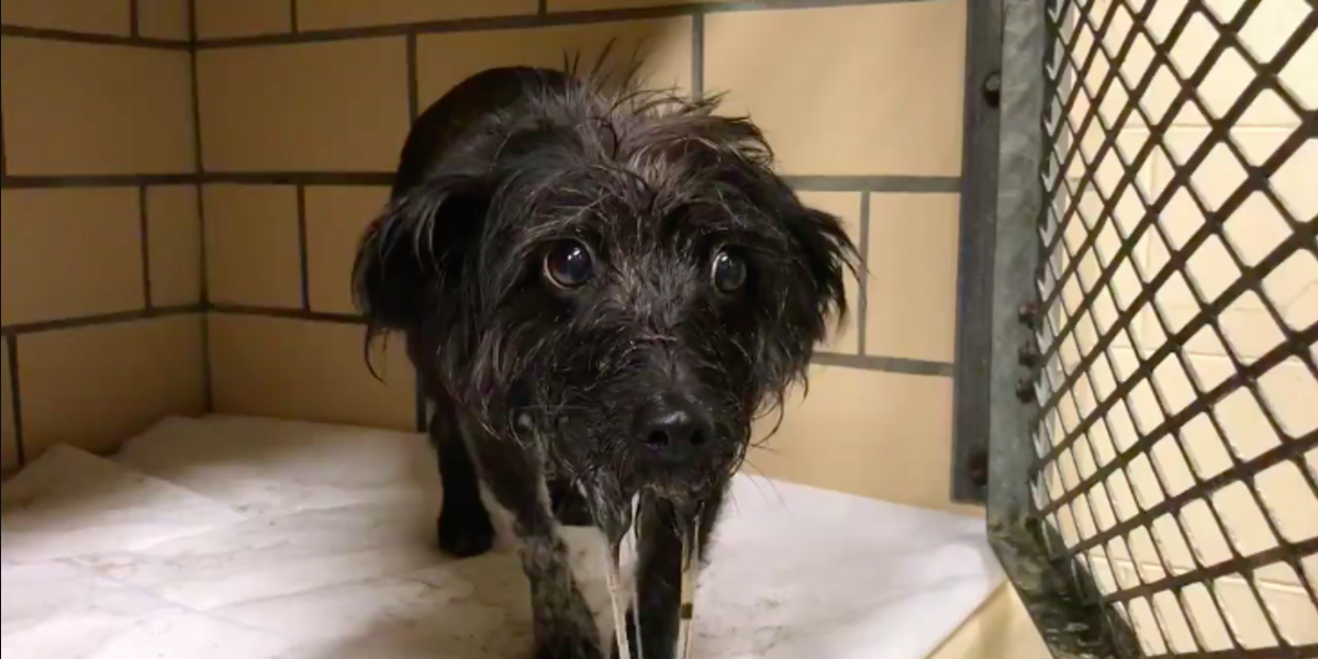Dog Left at Shelter Was So Heartbroken She Couldn’t Stop Drooling — Until Love Changed Everything