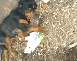 Paralyzed Dog Dumped By Dumpster Refuses To Give Up On Life