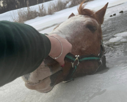 ‘My Worst Fear Came True’: Woman Fights To Save Her Horse From Frozen Pond