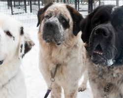 Three Giant Brothers Couldn’t Find A Home — Until Everyone Learned Their Story