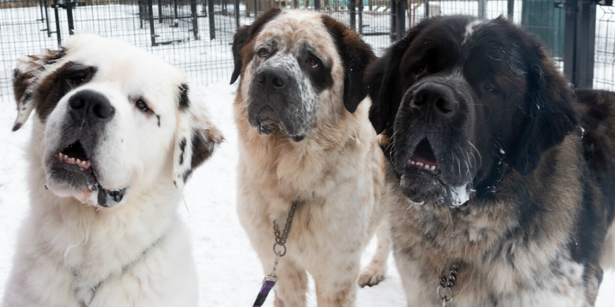 Three Giant Brothers Couldn’t Find A Home — Until Everyone Learned Their Story