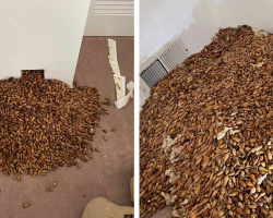 Guy Cuts Into Wall — And Can’t Believe What Comes Pouring Out