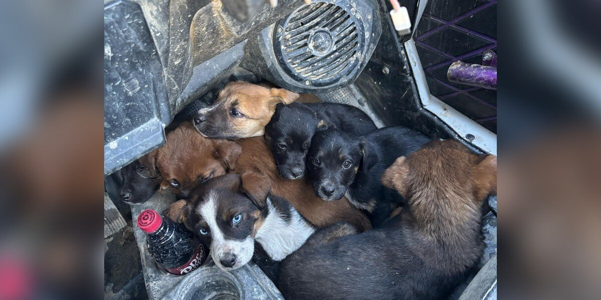 Couple Out Riding ATVs Spot Something Chasing Them — And Can’t Believe What They Find